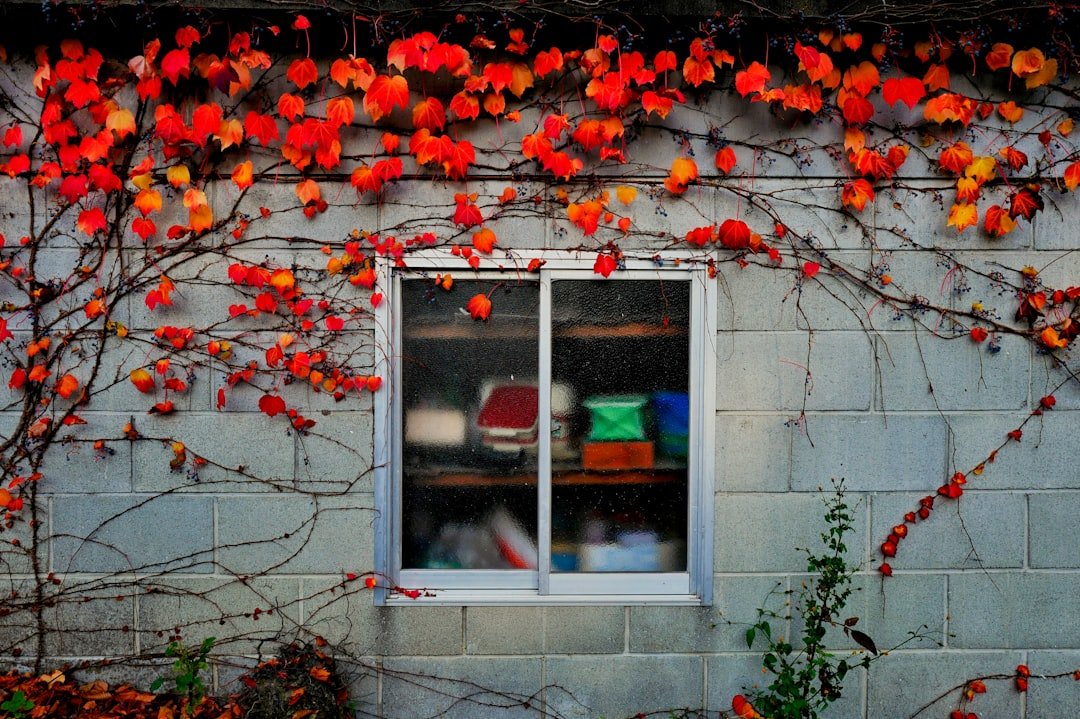 white wooden framed glass window
